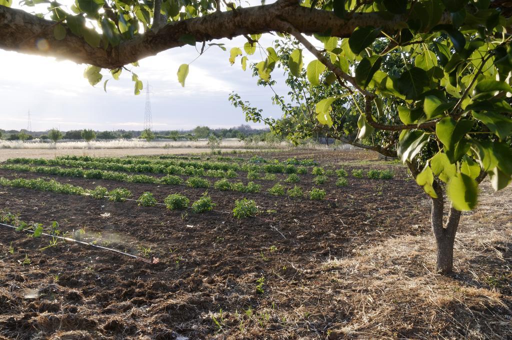 Agrimat Salento Sas Villa Alezio Bagian luar foto